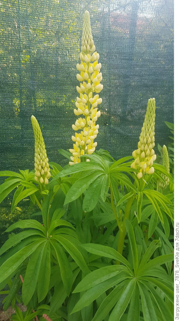 А вот, выращенный мамой.