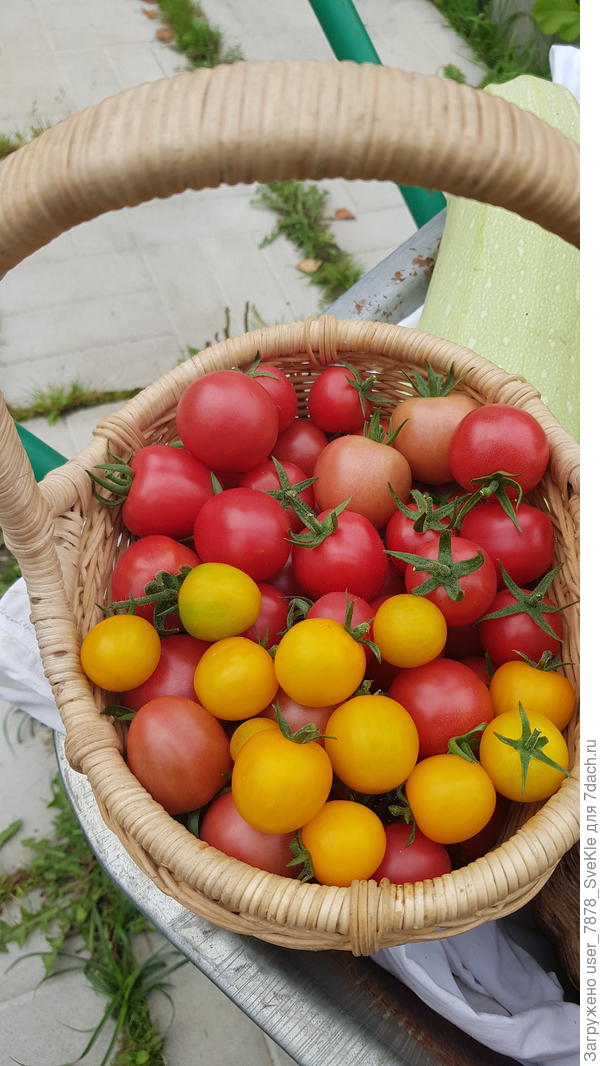 Краски, Литл пинки, Конфетки на ветке