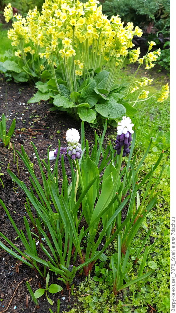 Желтые такие тоже имеются)