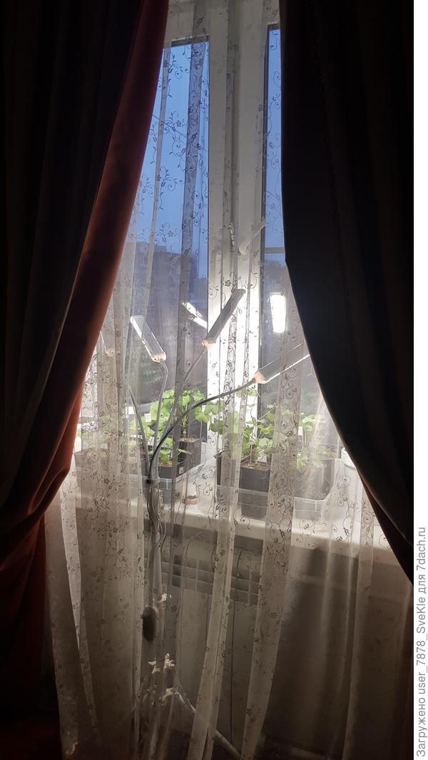 Половина десятого утра. За окном серый сумрак. Посмотрим, как пеларгошки отнесутся к досветке)