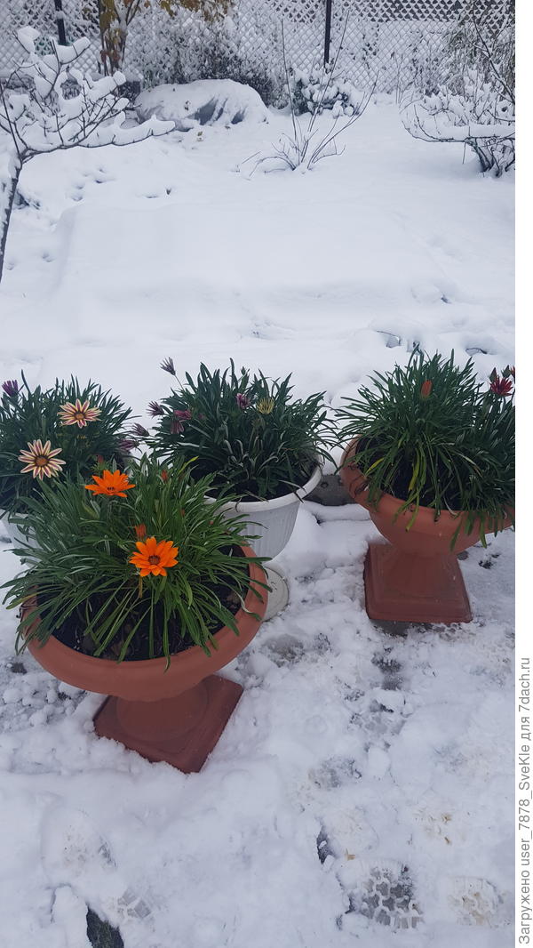 4.11.2024 "Забирать или не забирать?"🤔