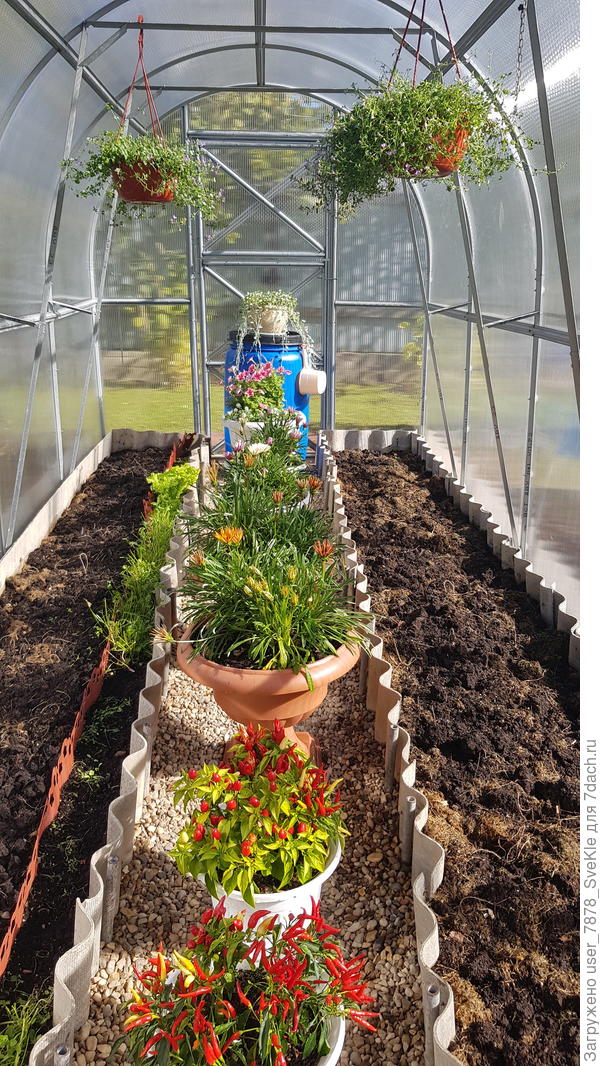 И так они продолжали жить в вазонах в теплице