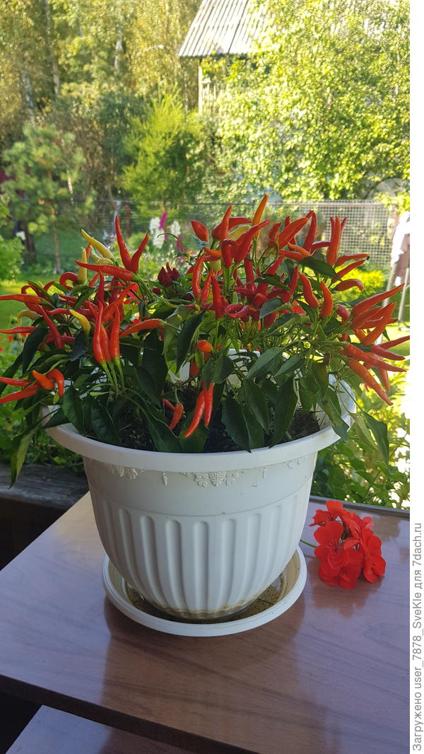 Вот наша Медуза-2024