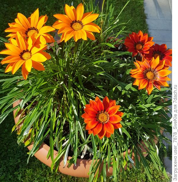 В середине сентября были перемещены в вазон, т.к. нужно было готовить клумбу под посадку луковиц тюльпанов и гиацинтов.