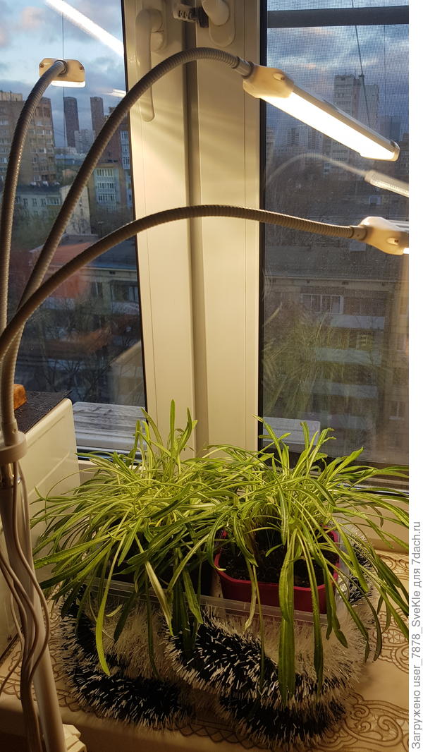 Солнца этой зимой катастрофически нам всем не хватает.