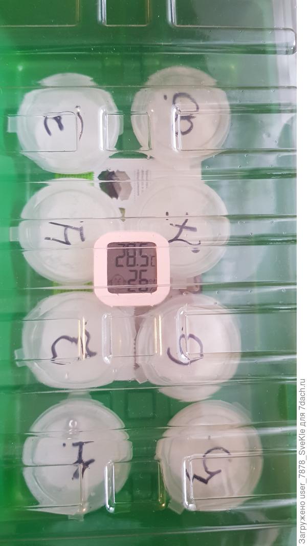 На замачивании в хлоргекседине семена находились 14 часов при температуре 28,5. Ну, посмотрим. При посеве выглядели неплохо. Хотя мне сравнить не с чем)))