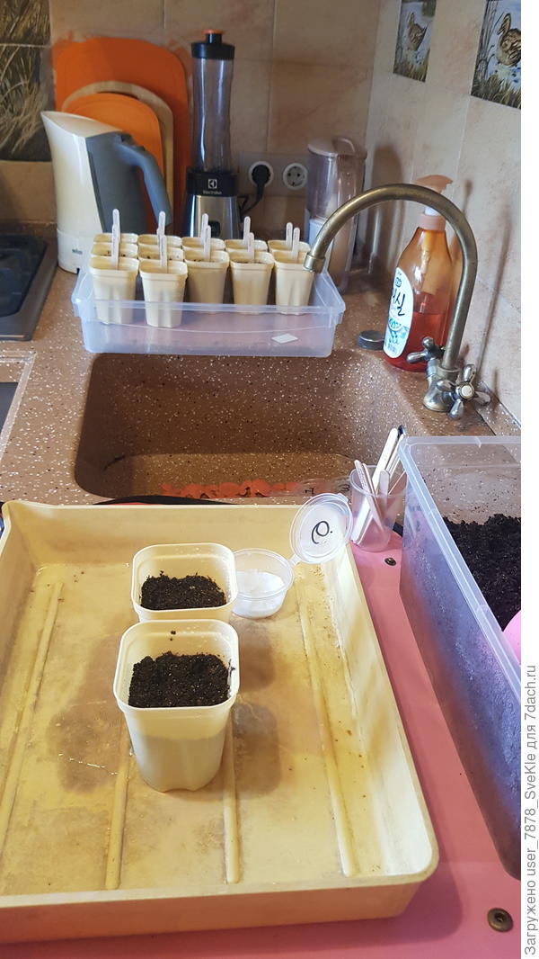 Процесс посева. У меня занял часа полтора (это с двумя перекурами🤣)