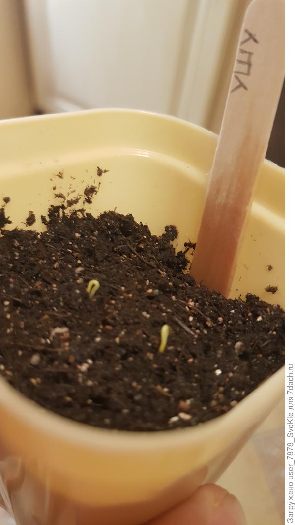 5й день получается