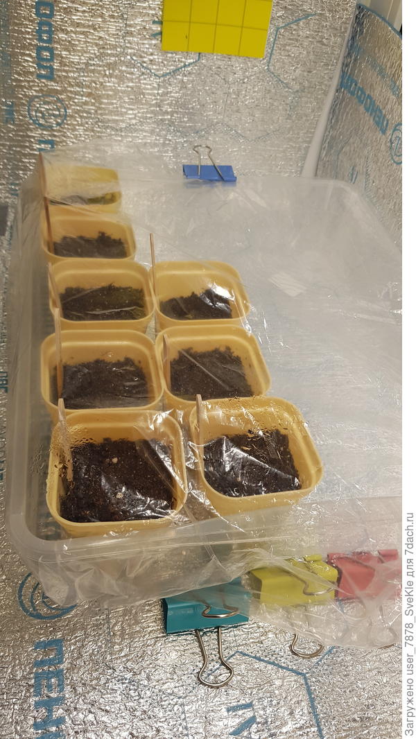 Оставшиеся тугодумы. Кстати, так вот под пленкой и под лампой в моё отсутствие проклюнулись четверо, еще и семядольки развернули)