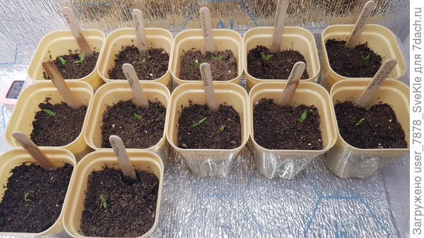 Ровно неделя с посева.