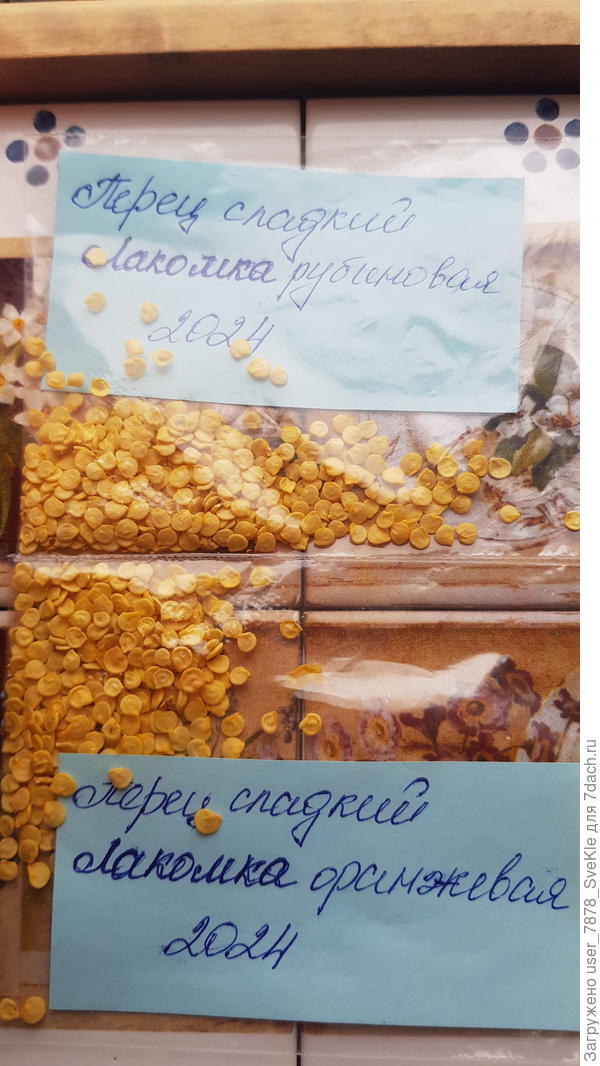 Лакомки рубиновая и оранжевая тоже очень полюбились. Семена натрясла из своих прошлогодних.