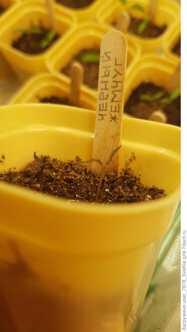 Жемчуг, освободившийся от "шлема".