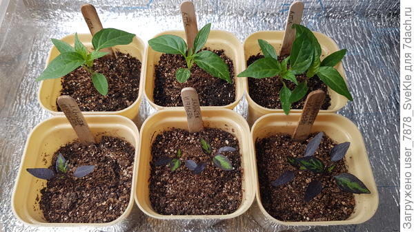 Ушу и Черный жемчуг