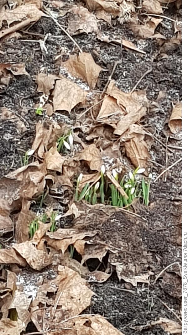 В соседнем дворе подснежники к 8 Марта готовятся порадовать своим цветением! Весна, однако🤗