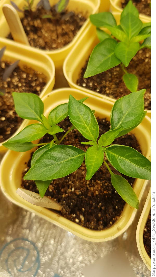 Вот такие листики