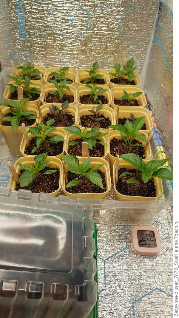 Моя плантация