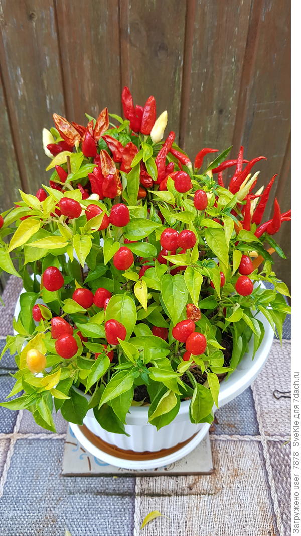 Вот, видишь. По три штуки в горшке.