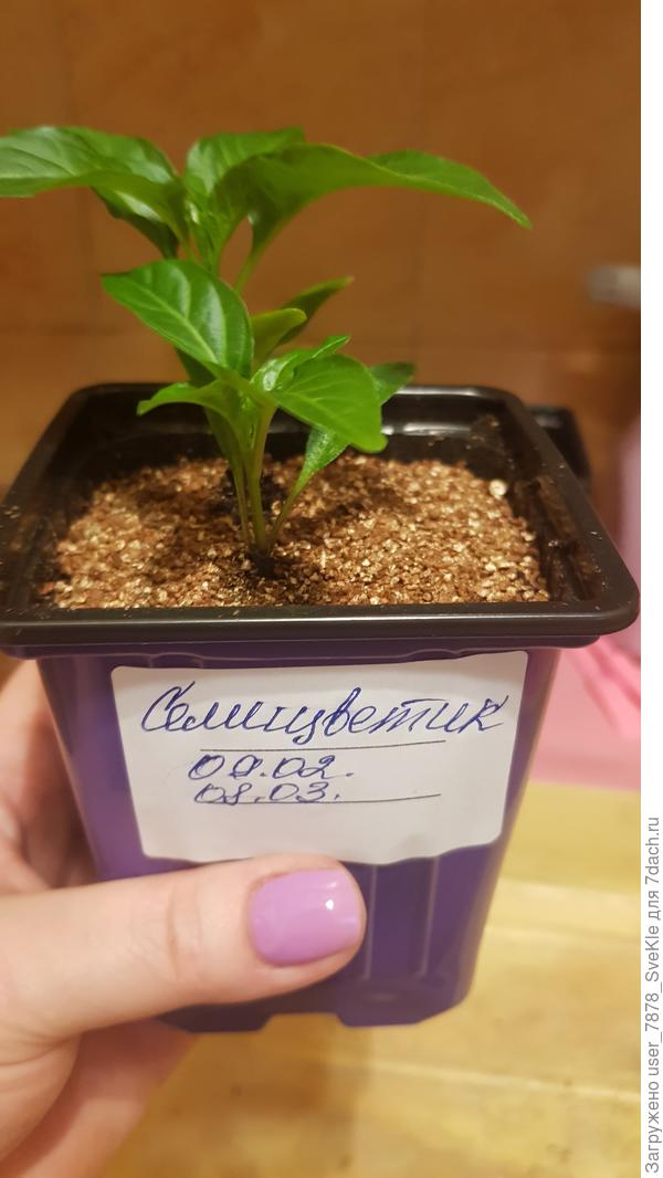 Надеюсь, несильно повредила корешочки своими неловкими действиями.