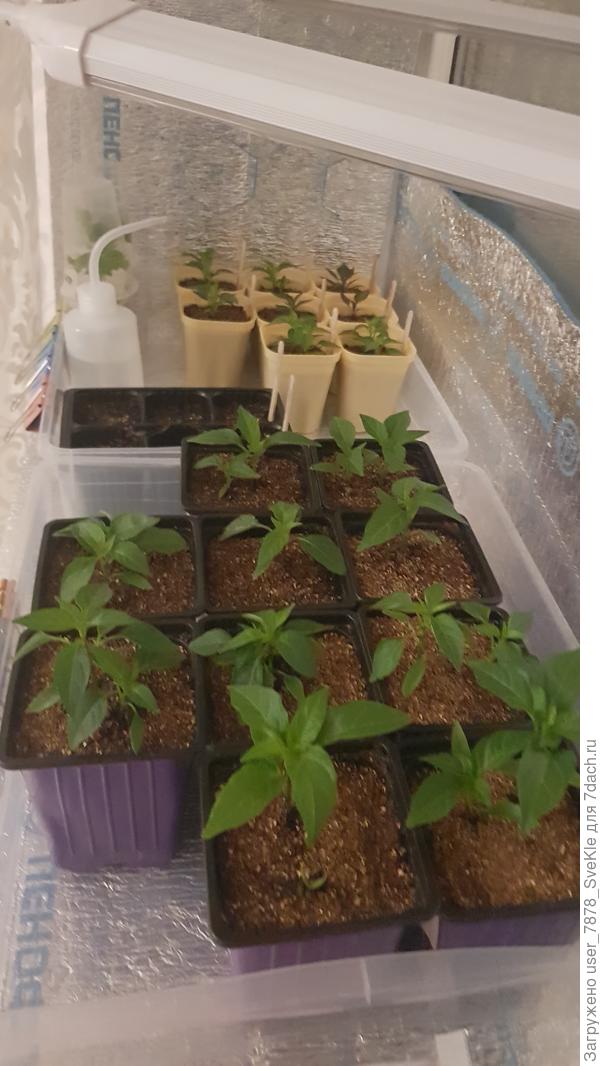 На итоге перевалила 10 стаканчиков с теми, что покрупней. Мелочь пока не трогала.