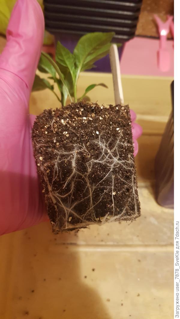 А там вот столько корней оказалось...