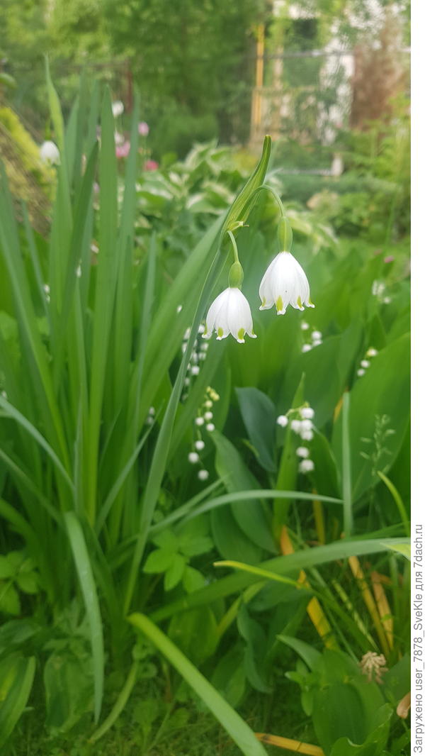 Светлого мая привет!