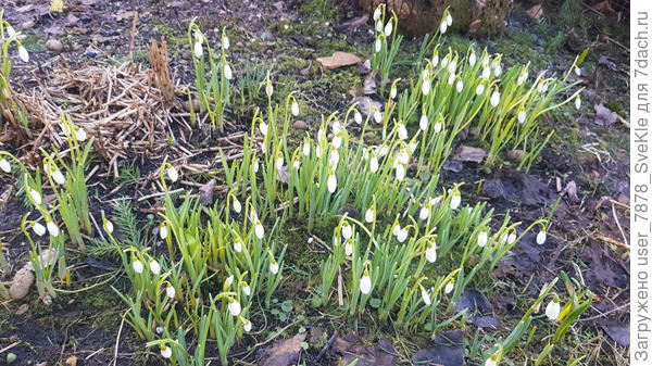 Подснежники