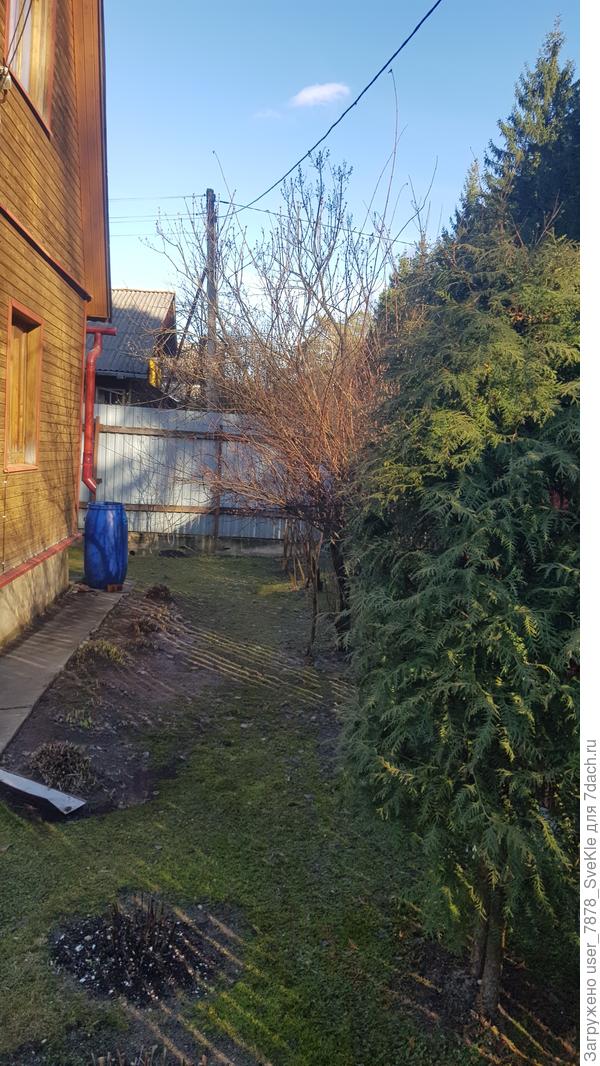 Некоторые старые лилейники начали просыпаться