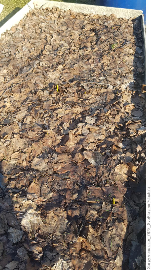 Чеснок. Пара-тройка нетерпеливых выскочили.