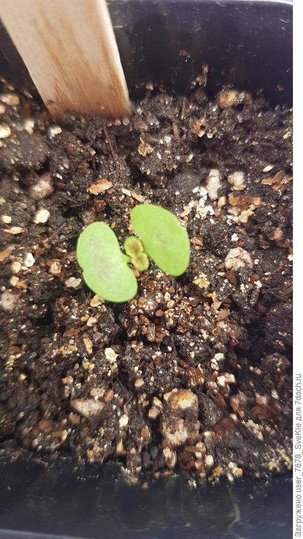 Шоколадный бархат. Сеяла 3, получился 1