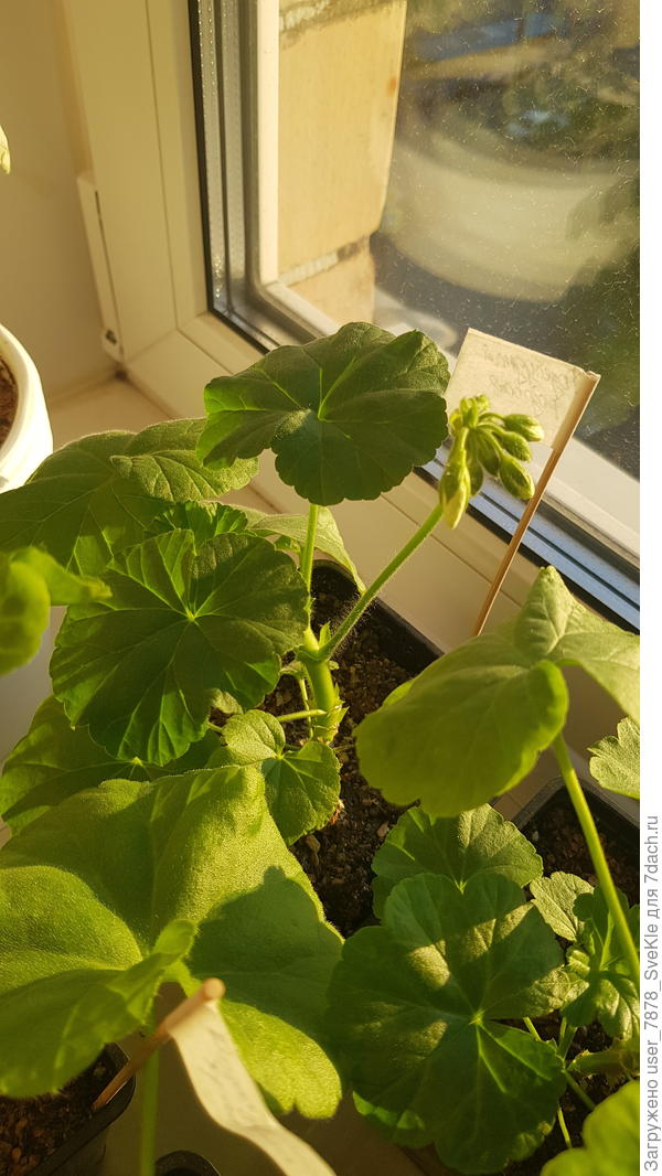 Это должна быть розебудная розовая. Подруга черенок в сентябре дала.