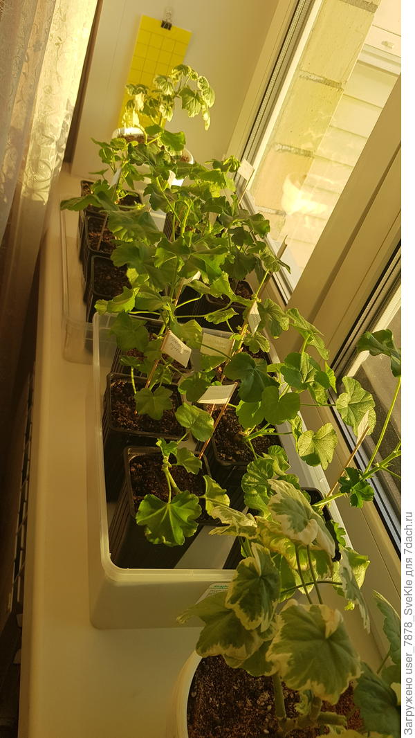 Поливаю в поддон.