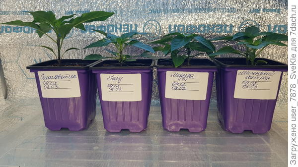 Семицветик, Ушу, Медуза, Маленький хитрец