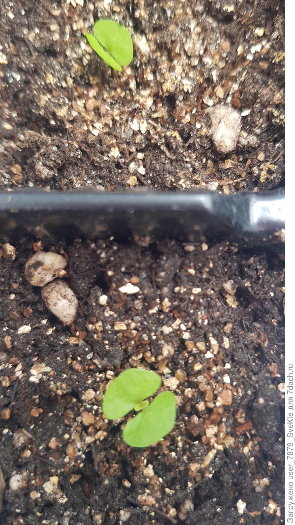 Колоча скарлет. Сеяла 3, получилось 2.