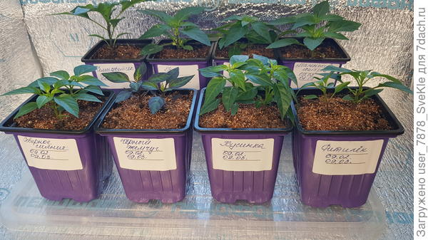 Северное сичние, Чёрный жемчуг, Бусинка, Фитилёк