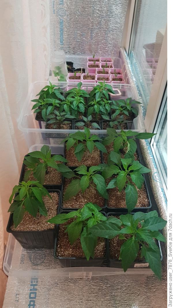 А пока так) Все такие кряжистые, крепенькие и пушистыыыеее 😊