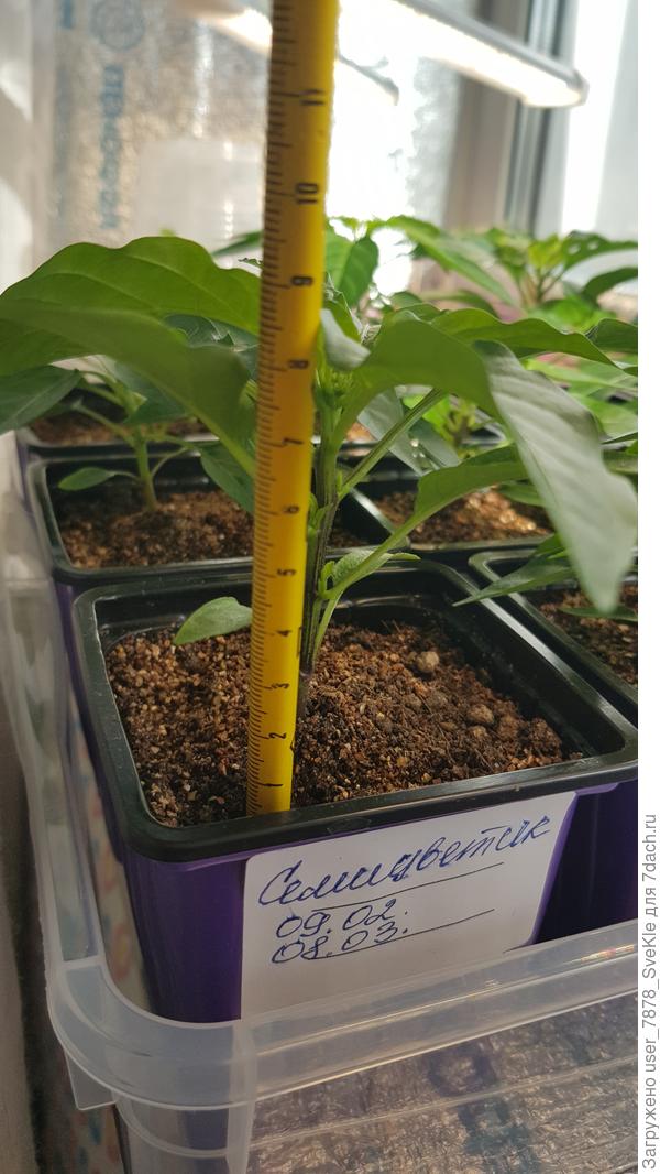 Рост - не достигают чуток 10 см.