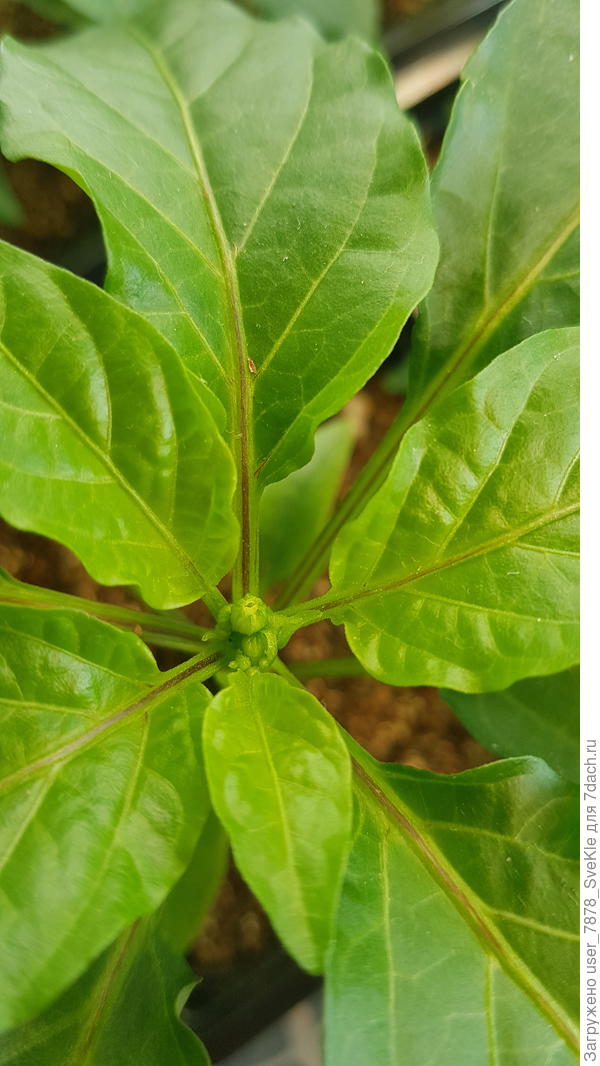 Вот, в серединочке.