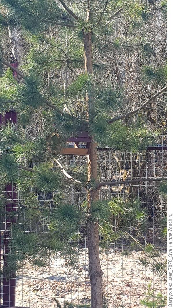 Птичкам -семечки, белке - фундук. Белку, правда, не видели еще.