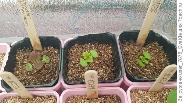 Настоящие листики медленно, но укрупняются.