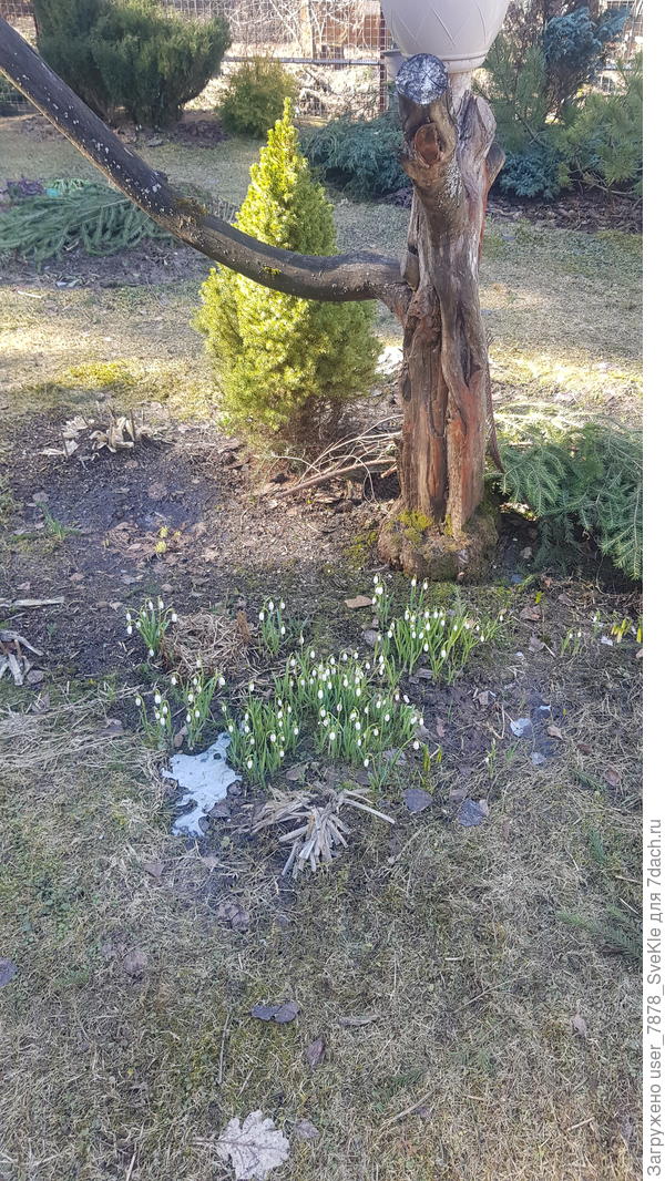 Подснежники распространяются по участку. Так мило 🤗