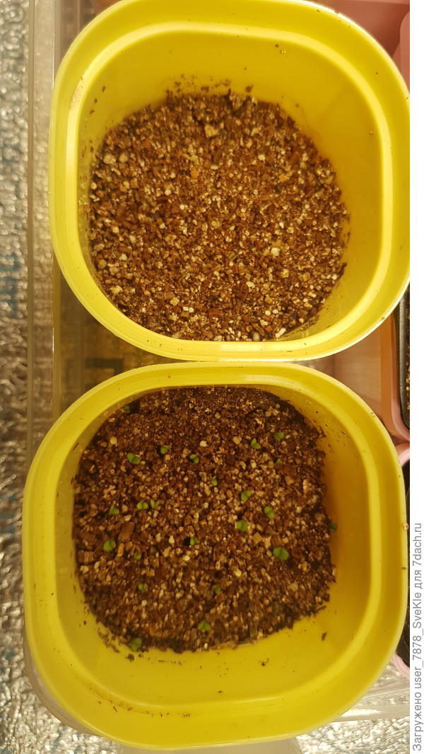 Фиолетовый видно плохо...