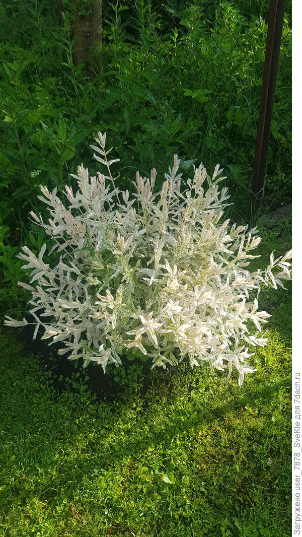 Пенёк оброс