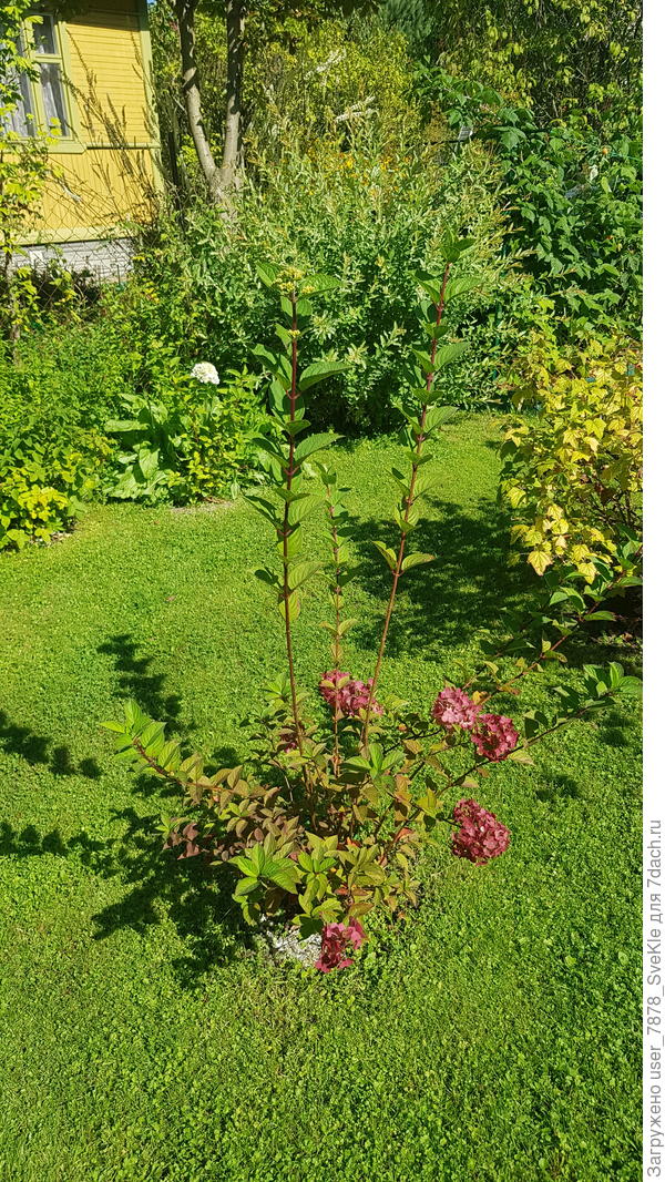 А к концу августа в большой неконтролируемый куст превратился. Прорядили. Теперь хотим заплести.