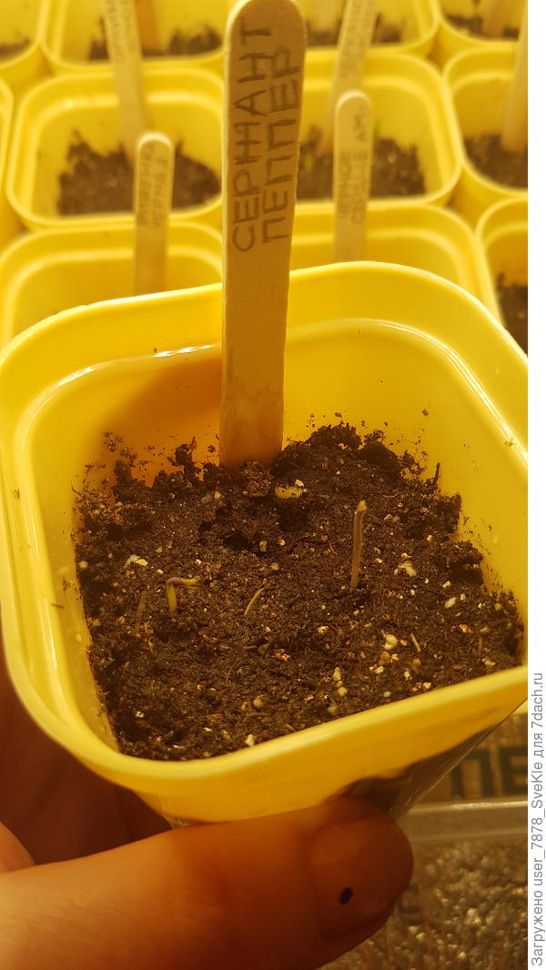 Восставший из ада Сержант Пеппер от Мязиной