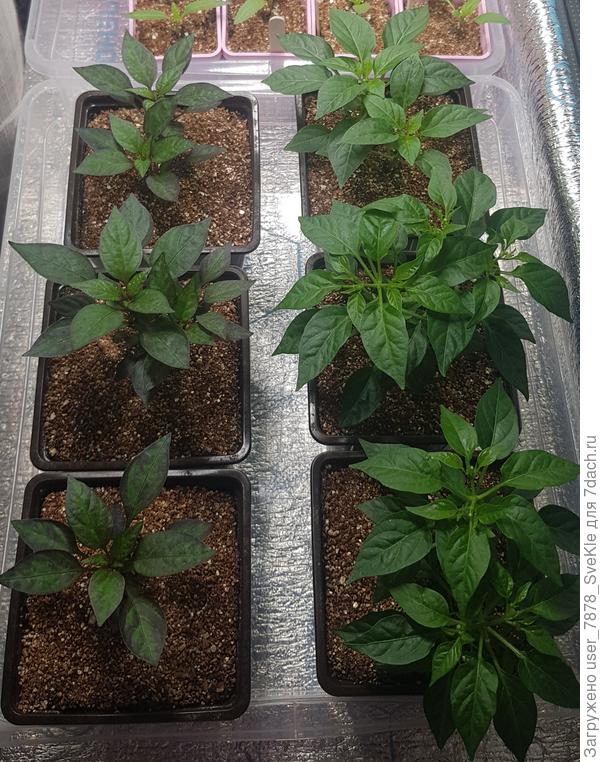 Оставшиеся пока на подоконнике и одидающие, когда место на балконе им уступят гацании