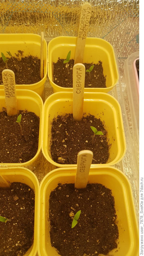 Ну, а в целом всходы остальных выглядят как-то так.