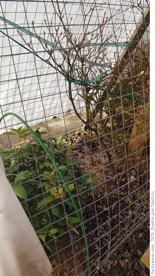 ..и рододендрон с азалией