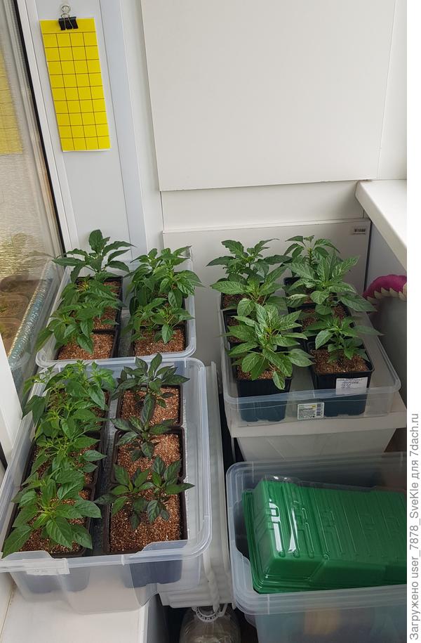 Вот балконные жители - острячки.