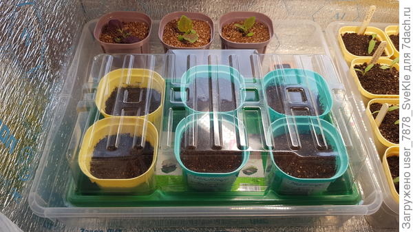 А это новый отдельны ящик с красотой: переваленные колеусы, а в парничке 2 стакана с люпинами и 4 со статицей.