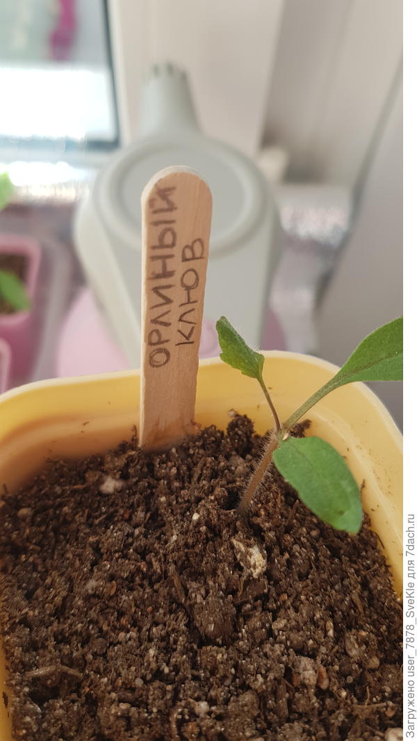 Вот один какой-то бесперспективный. Смотрю на него, смотрю... и хочется выкинуть. Есть еще один Орлиный клюв, тот симпатичненький)